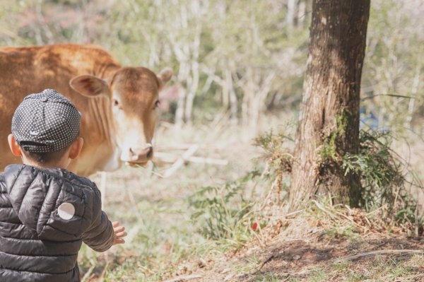 20200310-司馬庫斯神木群步道914314