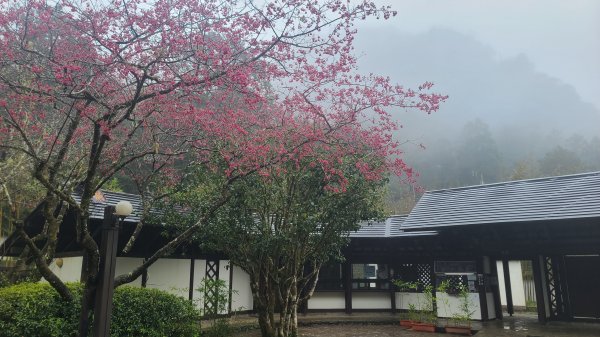 2025-0221 明池步道2718229