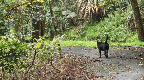 20260203石頭厝山-如意湖-彩虹橋稜線2996792