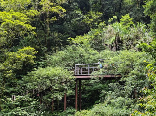 2025_0713 拉拉山神木群步道2837379