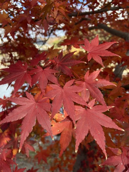 楓之絆----京都大阪賞楓2967329