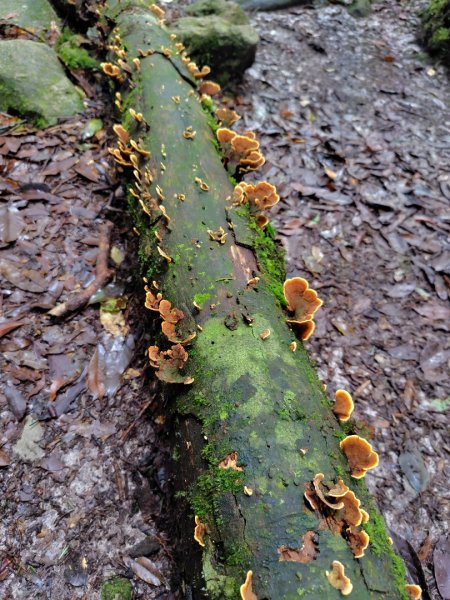 稍來小雪山國家步道、船型山、鞍馬山、鞍馬山東北峰、天池、雪山神木2799854