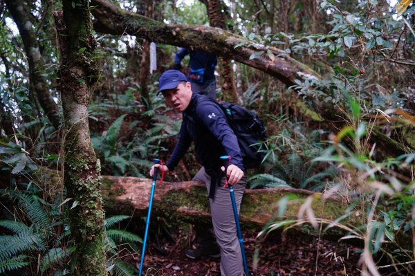新竹關西鎮 水田林道之貴妃&那結山連走1539725