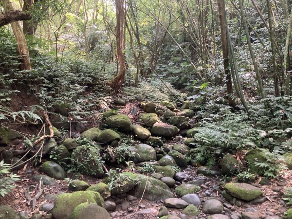 渡南古道+飛鳳古道2564104