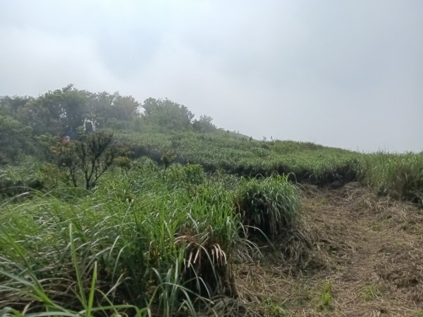 雙溪區鶯子頂山-950峰-鶯子嶺去回3033900