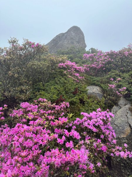 合歡北峰紅毛杜鵑盛開_202406052518338