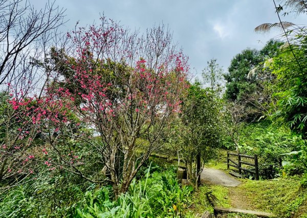 紫微聖母環山步道走六寮崙山與西南峰2989127