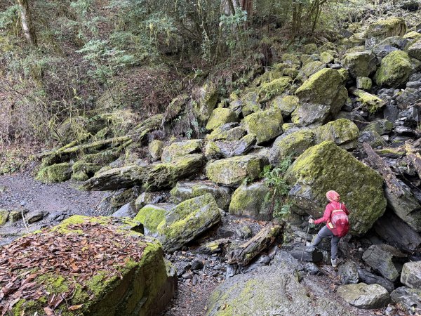 鎮西堡巨木步道B區全段+A區部分3008504