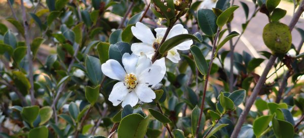 2026/01/04_龍峎頂+肚兜角步道2978149