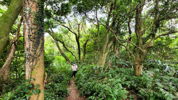 桃園金面山，金山面山，五酒桶山，南崁山，山鼻山，營盤坑古道，乳姑山，平遍山，赤柯山縱走東獅頭山1787187