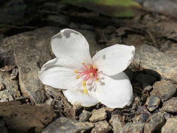 20251010高雄尾寮山-西北峰2913640