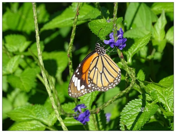 台中/大坑4號步道634908