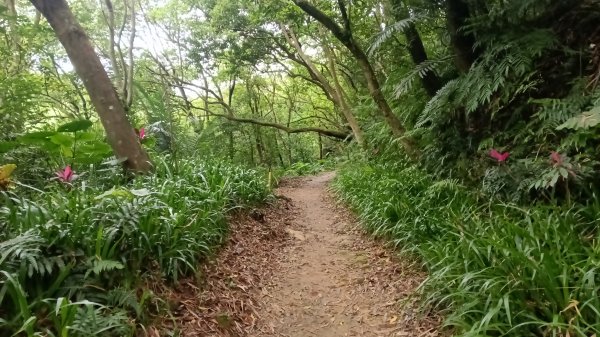 汐止區翠湖步道-學頭坡步道-老鷲尖-內溝山步道-翠湖P字走3051225