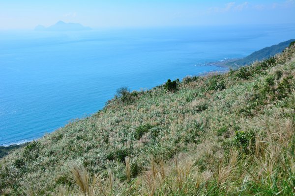 草嶺古道 桃源谷 芒花季1508988