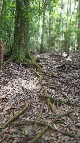 《台中》優美稜線｜橫嶺山自然步道（大雪山社區南登山口）202505312800199