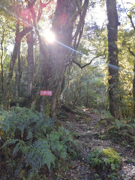 2026.01.03－鎮西堡B區神木群2981146