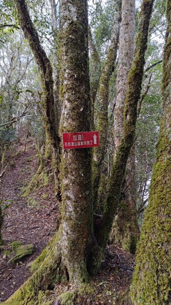 屯野生台山、石麻達山2993172