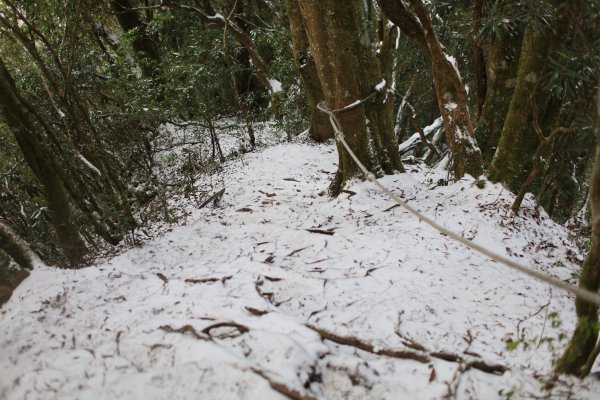 【塔曼山】雪季的糖霜白雪森林1234607