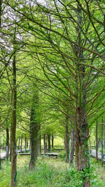 嶺頭觀日步道，西九分坑山O走2809647