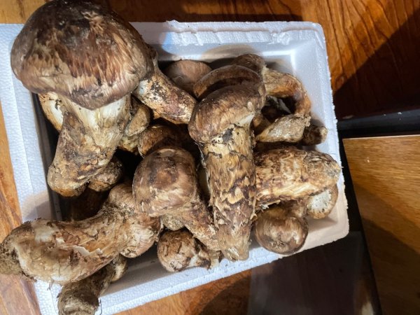 西藏♥️可愛動物🐎人物寫真/拉薩旅拍/美食2903342