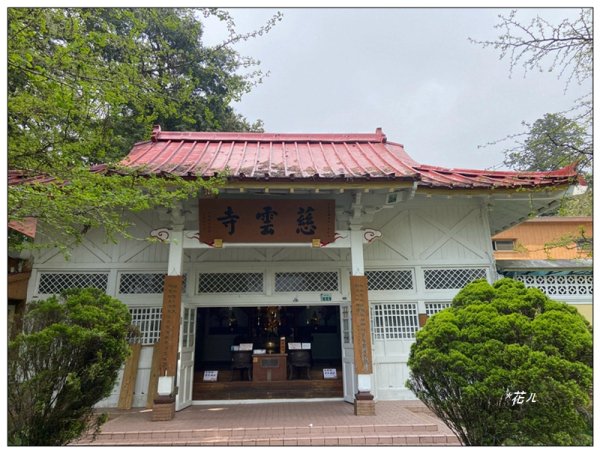 阿里山慈雲寺の紫藤2782139