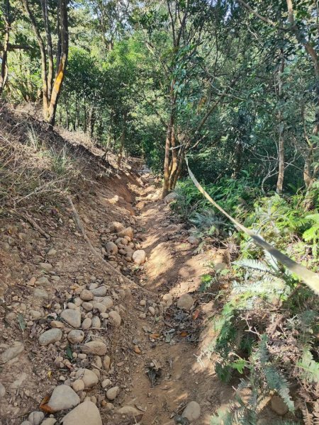 三義三通嶺-銅鑼杭菊（古道巡禮類環島小探險近25K）2957960