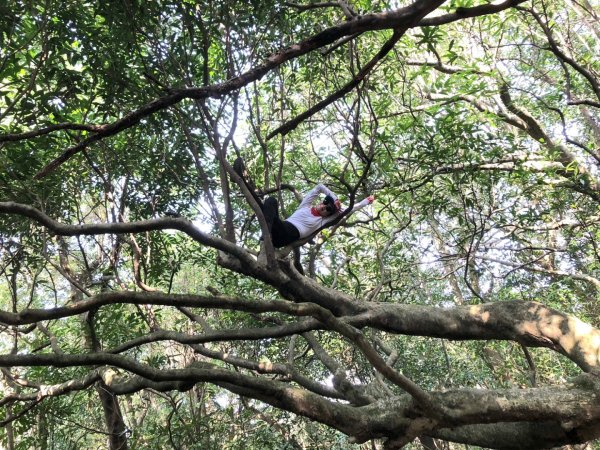 東勢大崙、東勢坑山、觀音湖山O走2986325