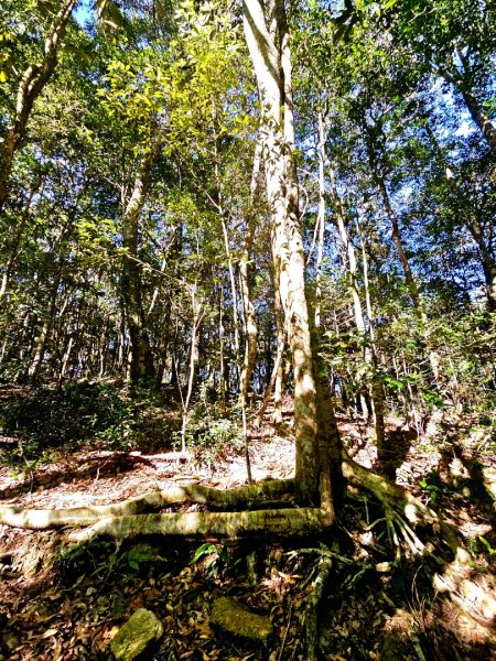 屋我尾山-谷關七雄 老三2962545