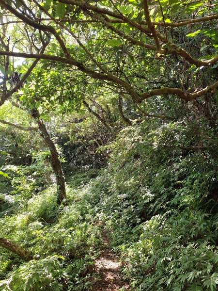 頭城鷹石尖+七兄弟山+外大溪山O形(明山寺起登)202508302876545