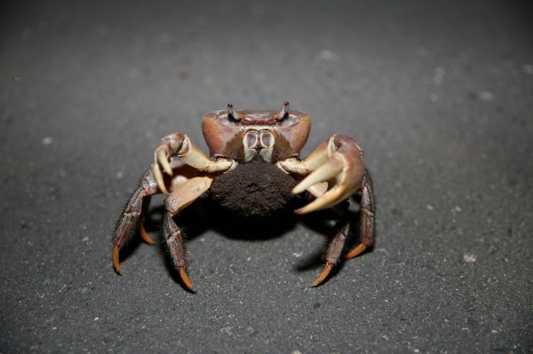 【資訊分享】台江國家公園7-9月護蟹交通管制 蟹謝有您配合