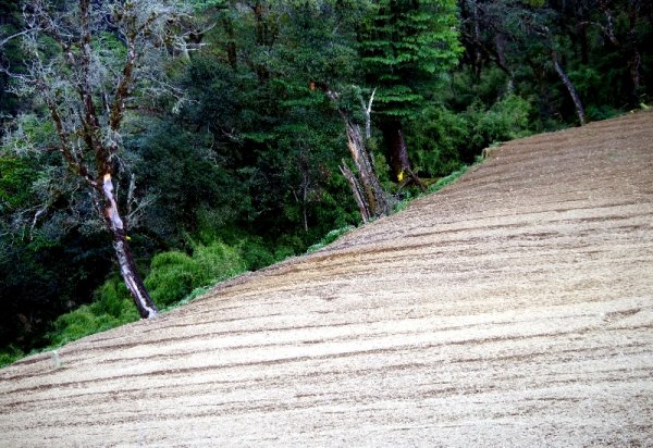 山風15度C吹拂 ~ 合歡溪 步道1551821