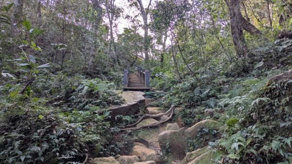 北得拉曼巨木步道2695509