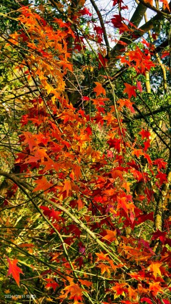 #花卉試驗中心 #永公路500巷 #平菁街42巷 #原住民公園 #士林官邸 1/42980382