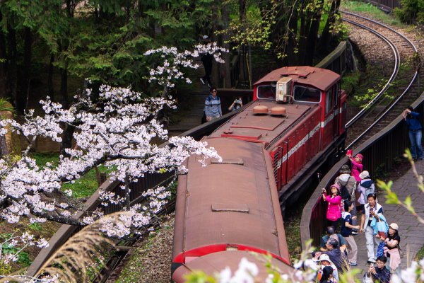 2026-03-28 阿里山3027227