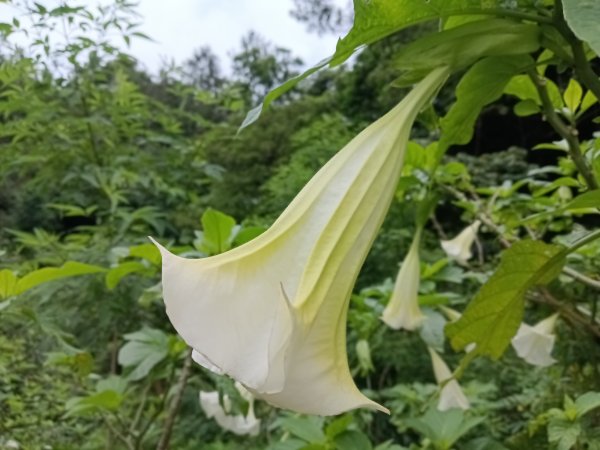 瑞芳區瑞芳四秀(白象山+秀崎山+瑞芳山+龍潭山)2785205