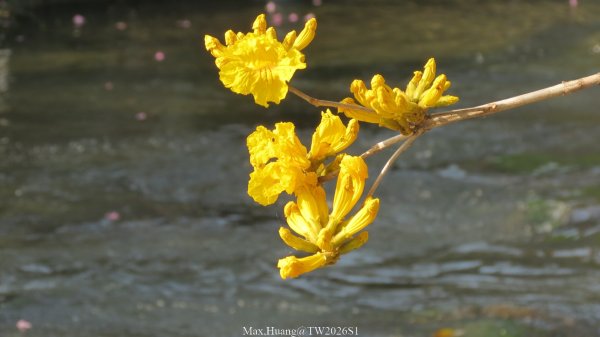 《台中》粉紅浪漫｜潮洋環保公園河岸步道202602-033022473