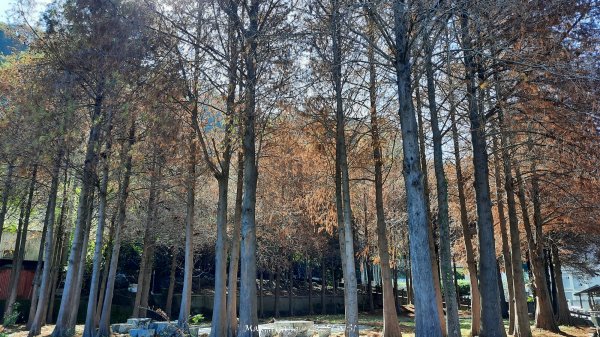 《台中》落雨松季｜石岡挑物古道O繞下情人木橋202501122687601