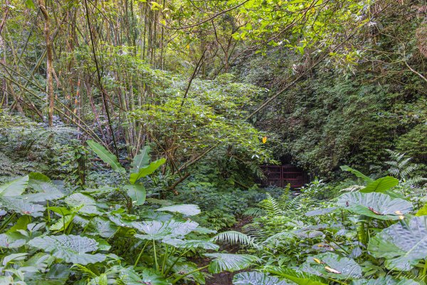 [新北]白雞山與裕峰煤礦遺址2891867