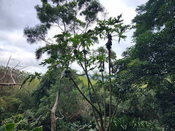 苗栗三灣｜龍峎頂步道2973710