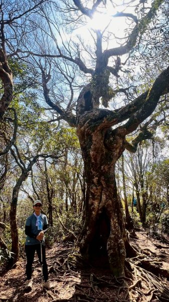 🌈3/15（日）北得拉曼神木+內鳥嘴山✨FB：熊熊趴爬走🌈3016828