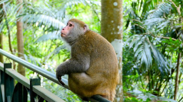 微笑山線和美山螢火蟲段