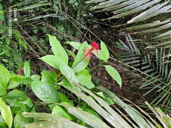 20250921平溪石筍尖連走赫山(三坑山)O型走2894475