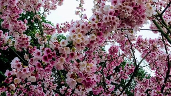 天元宮的櫻花255337