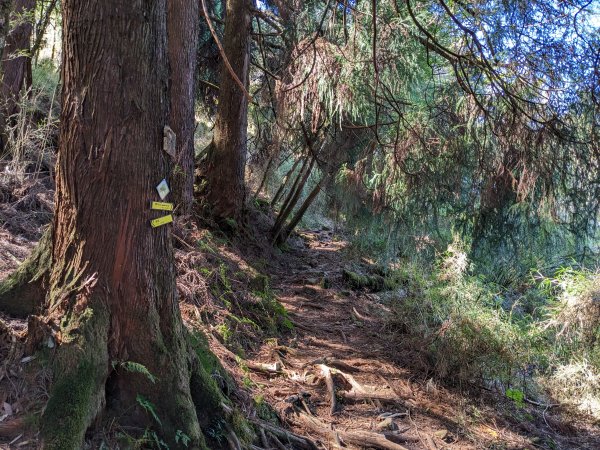 幾乎包場的兒玉山(自忠山)走東水山接特富野古道2548660