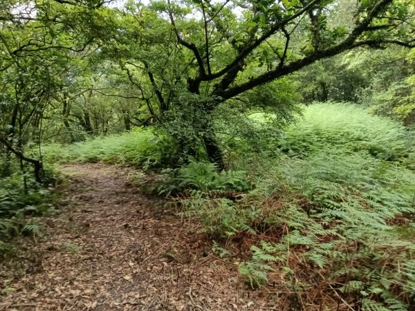 瑞芳區八分寮頂砲台+八分寮頂山+八分寮古道O型2772391