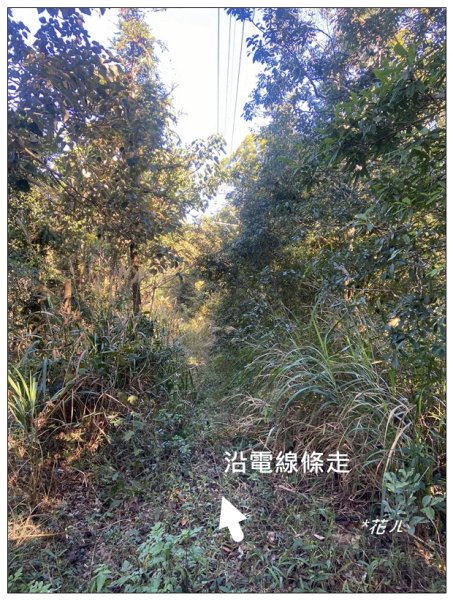 逐鹿古道、雨社山(南投、魚池)2667443