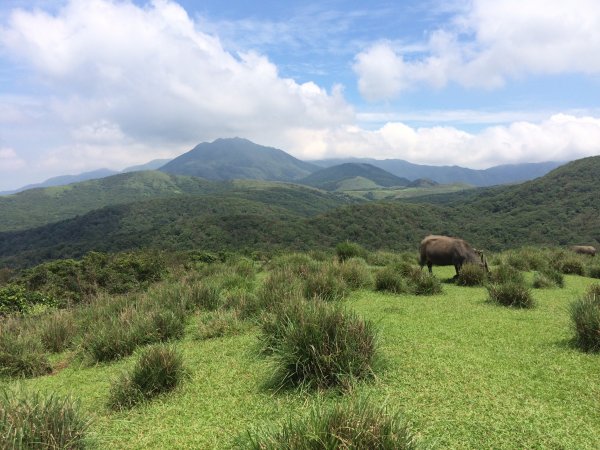 荷蘭古道-北五指山-擎天崗-內寮古道558269