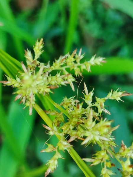 微笑山線筆架二格山系2860418