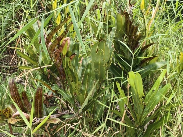 [漫遊縱谷 愛在花東-04/10] 2025_1011 羅山村竹林步道2913252