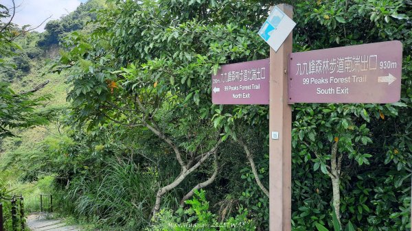 《南投》峰峰相連｜草屯九九峰森林步道O型202509062879260